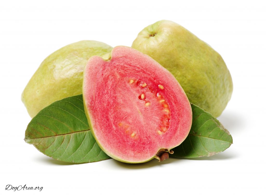  kan hunder spise guava