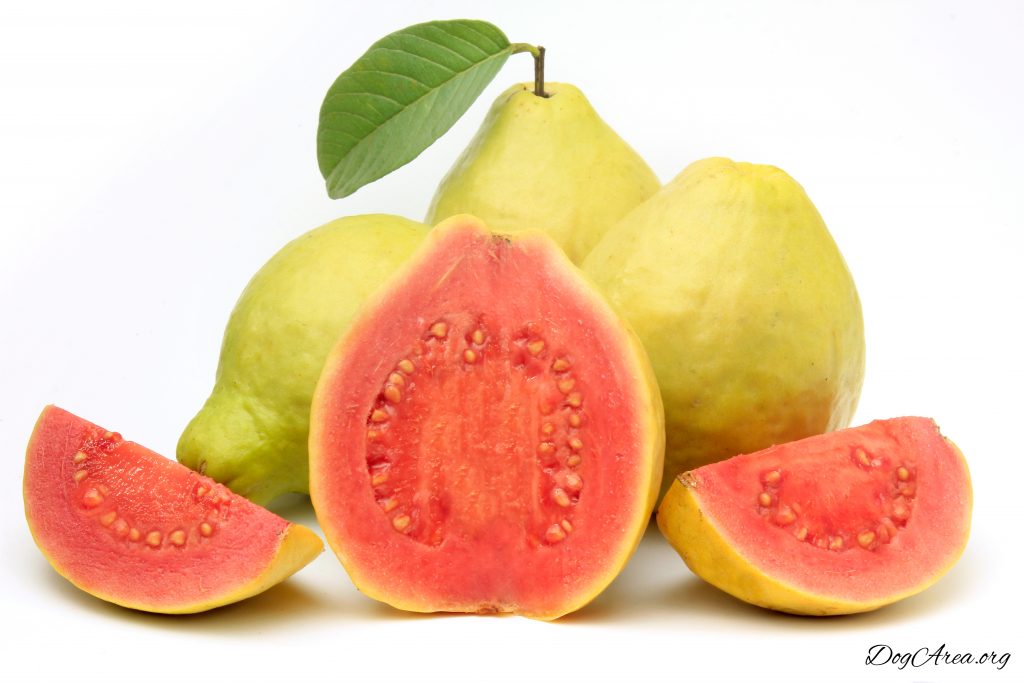 câinii pot mânca frunze de Guava