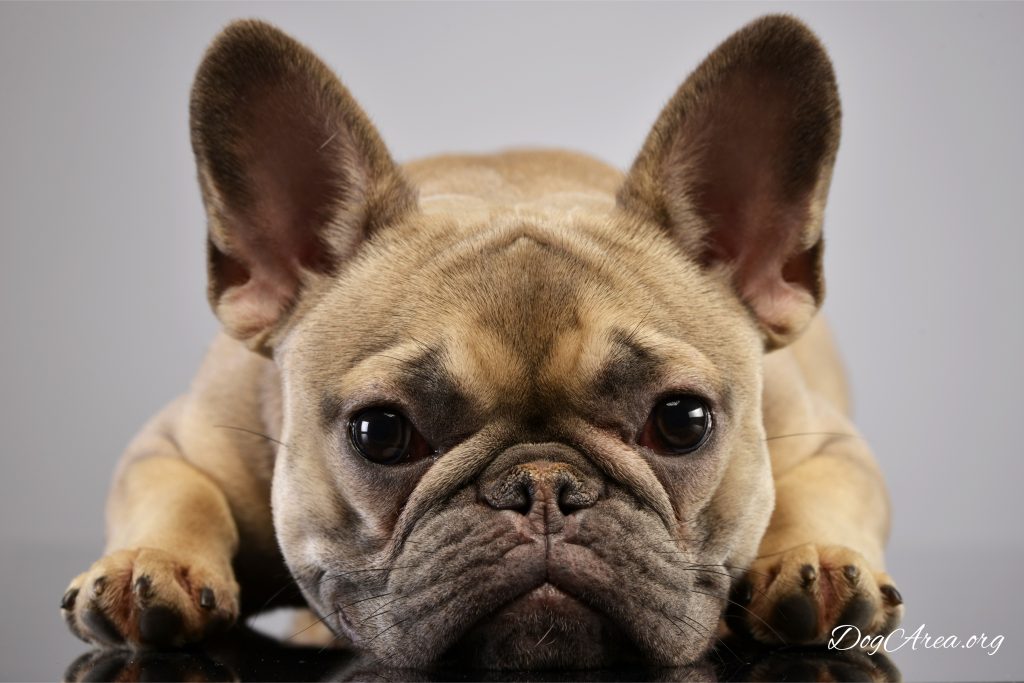 Best Dog Food For French Bulldogs With Gas generatles