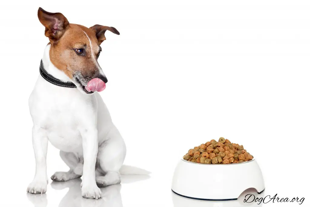 dog food related tips