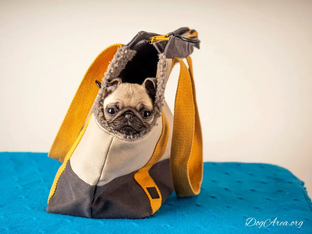Teacup Pug: 8 Tough Questions That Couldn`t Be Left Unanswered! – DogArea