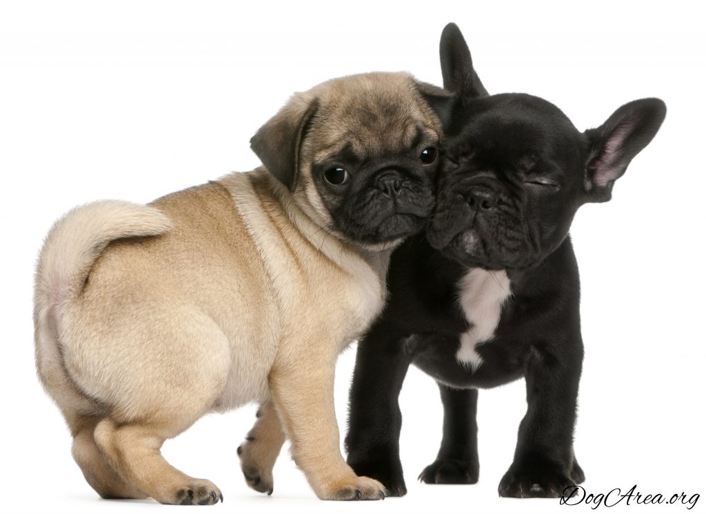 Pug Vs French Bulldog An In Depth Comparison Of Both Breeds Dogarea