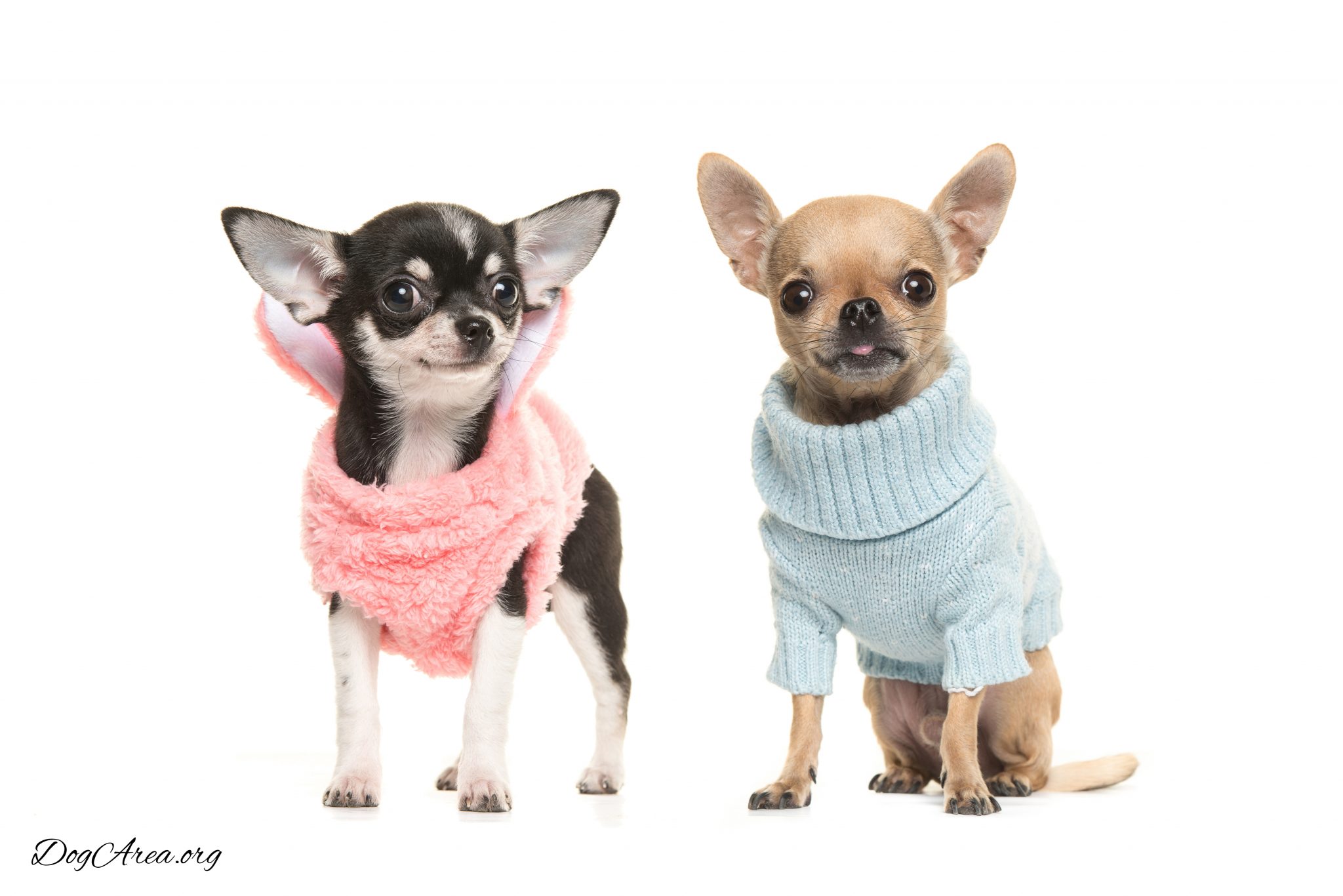 Chihuahua Breed Info, Characteristics & Facts! DogArea