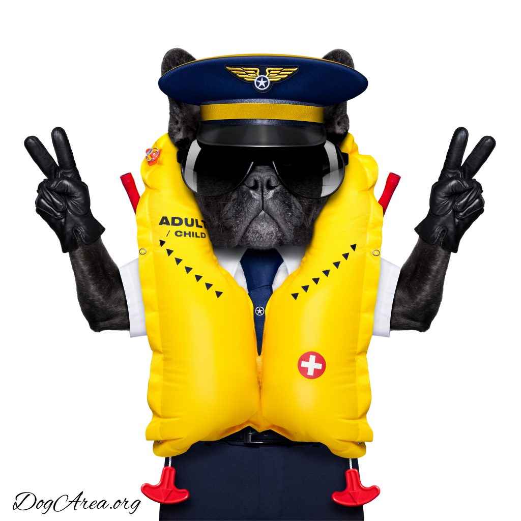 French Bulldog Life Vest Reviews & Ultimate Buying Guide