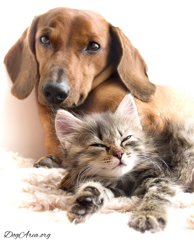dachshund and cats