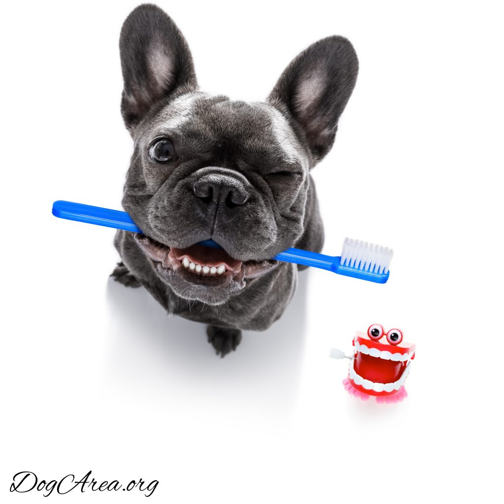 Best Brush for French Bulldog Reviews & Essential FAQs to