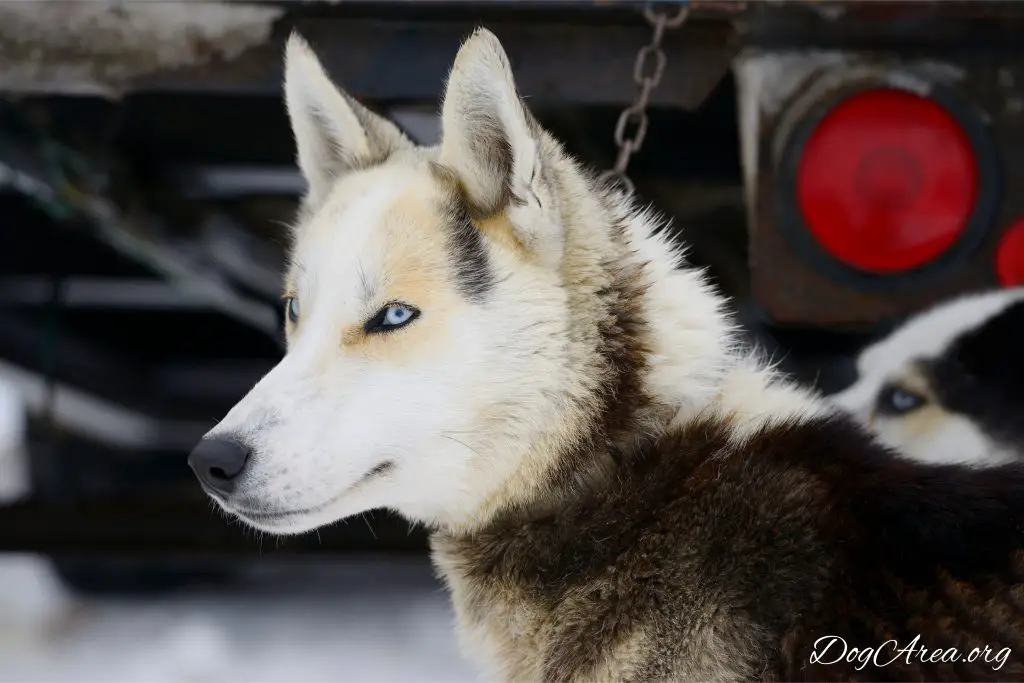 Seppala Siberian Price 8 Reasons Why This Dog May Not