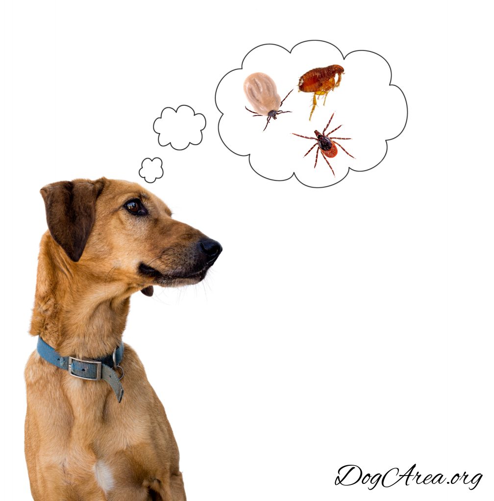 My Dog Ate a Stink Bug: 5 Questions to Wipe Off All Doubts!