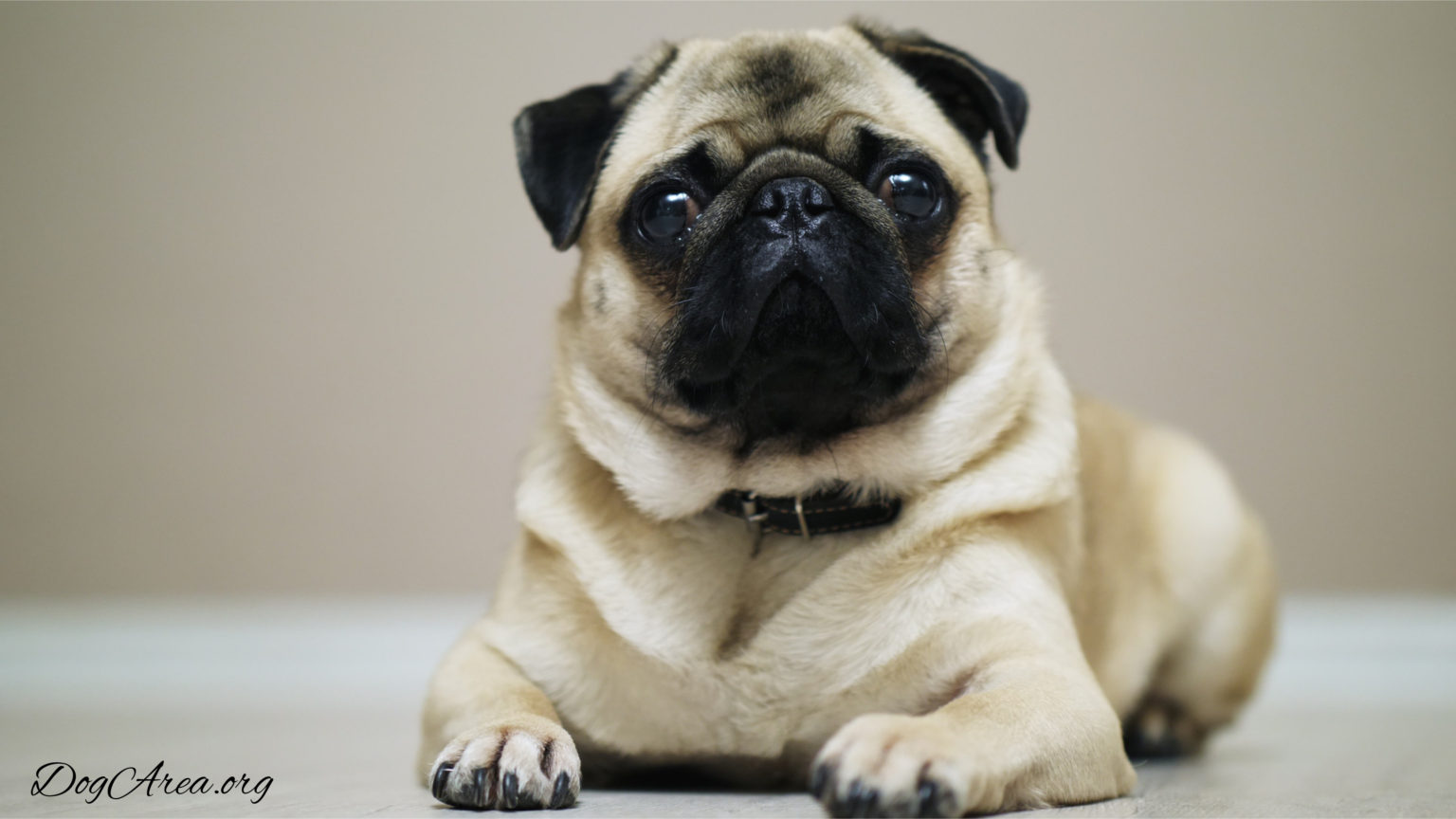 How Long Do Pugs Live? 5 Ingenious Tricks to Increase Pug Life Span