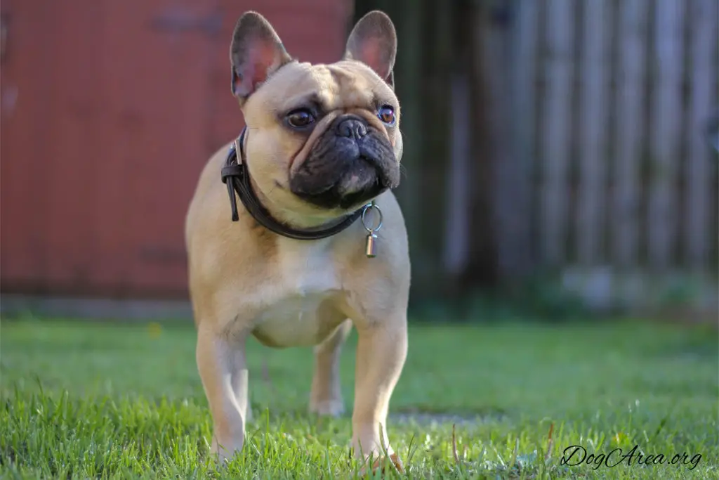 Are French Bulldogs Hypoallergenic? 7 Answered Questions