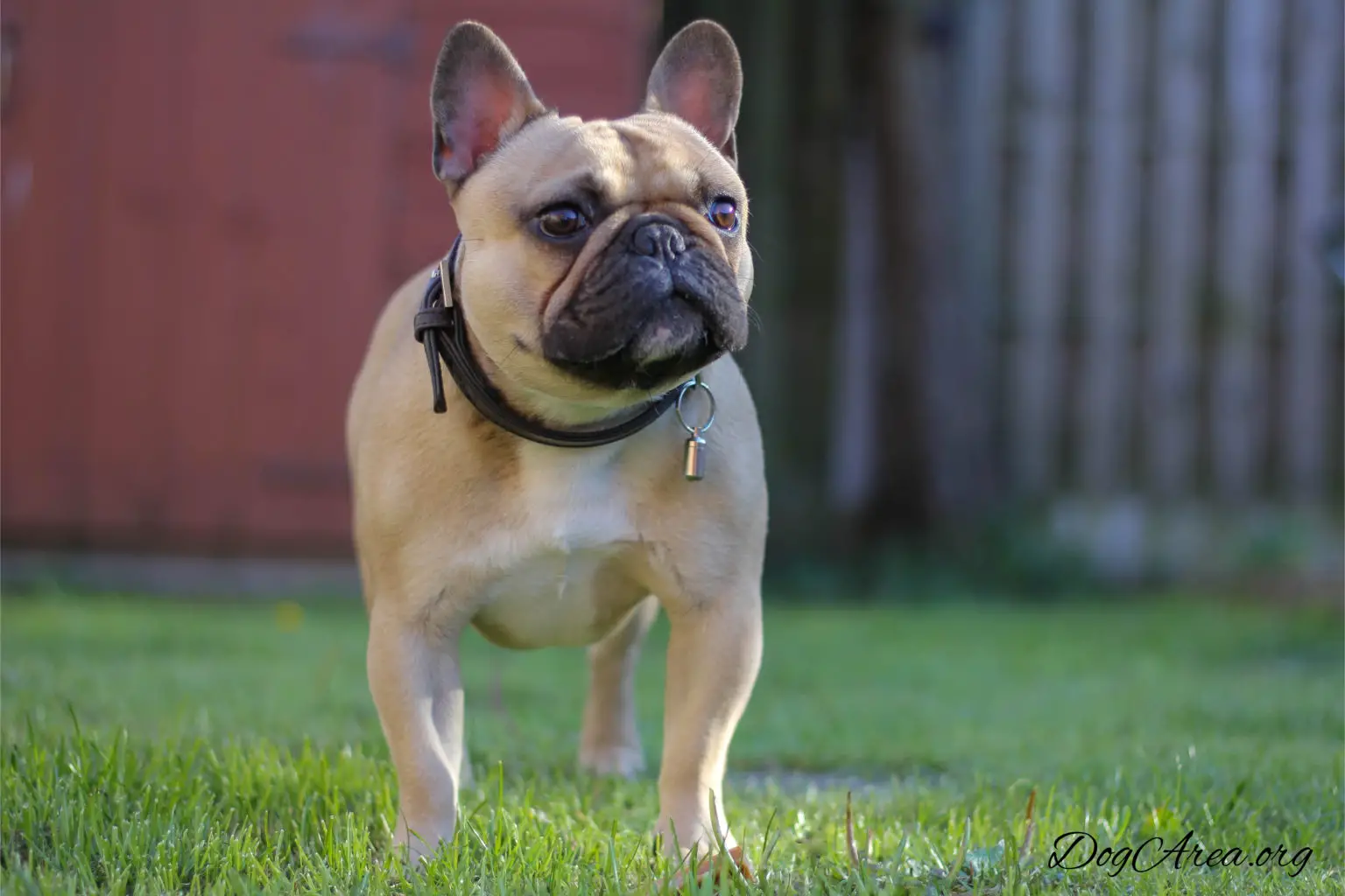 Are French Bulldogs Hypoallergenic? 7 Answered Questions That Makes All ...