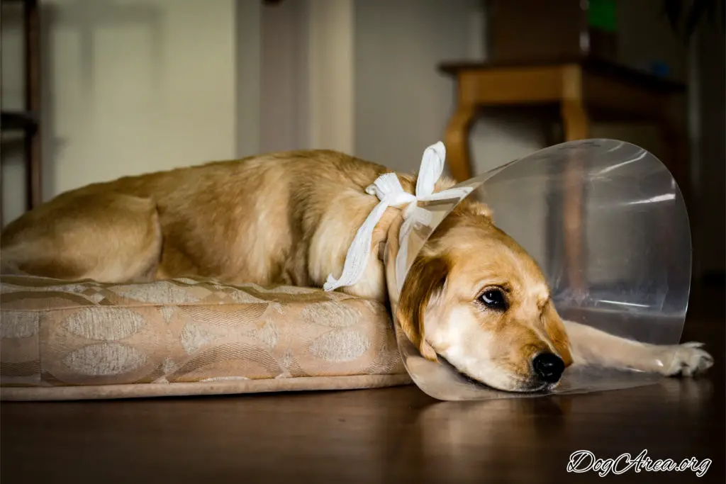 106.how soon can i walk my dog after neutering