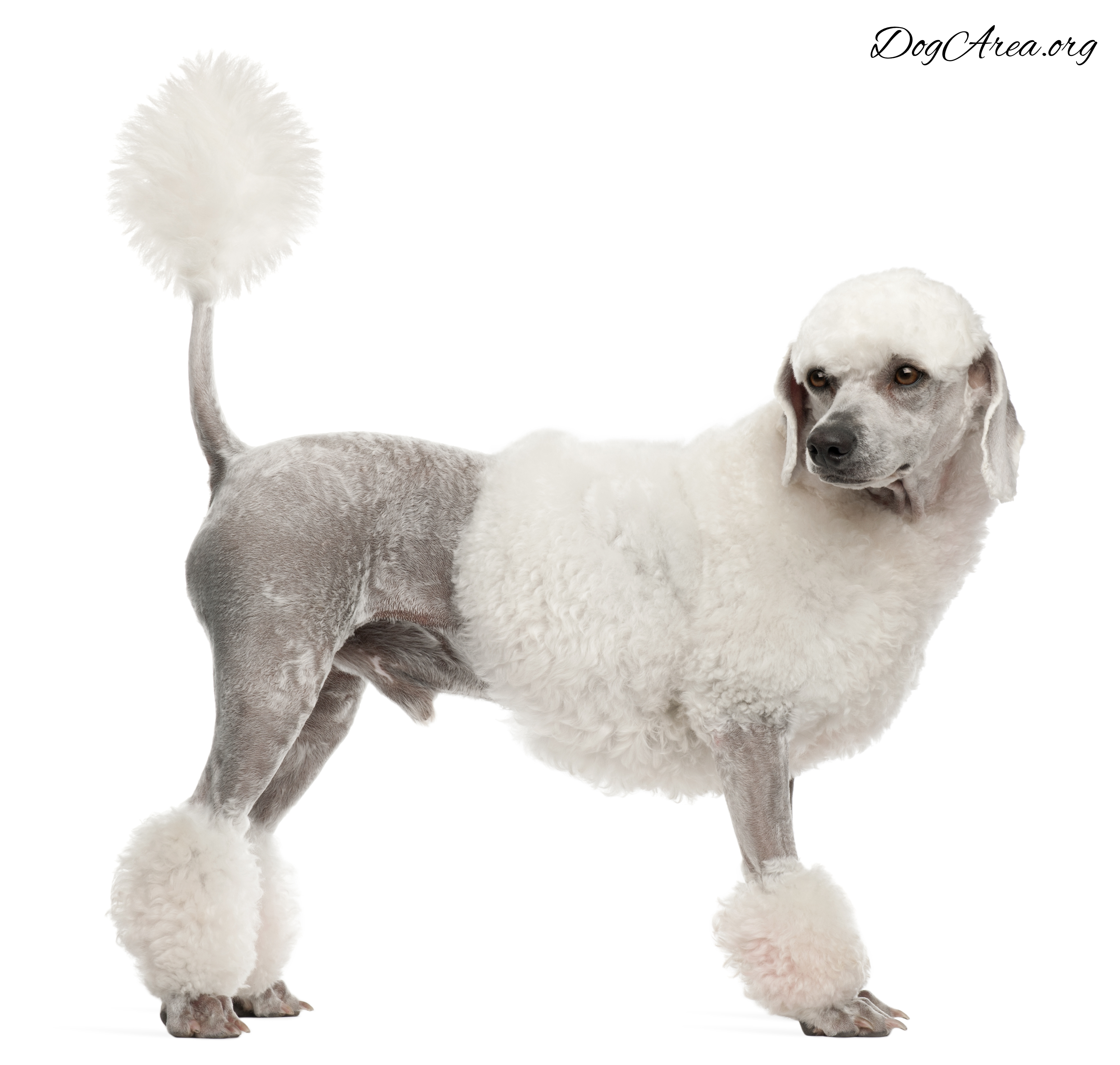 Poodle with Undocked Tail