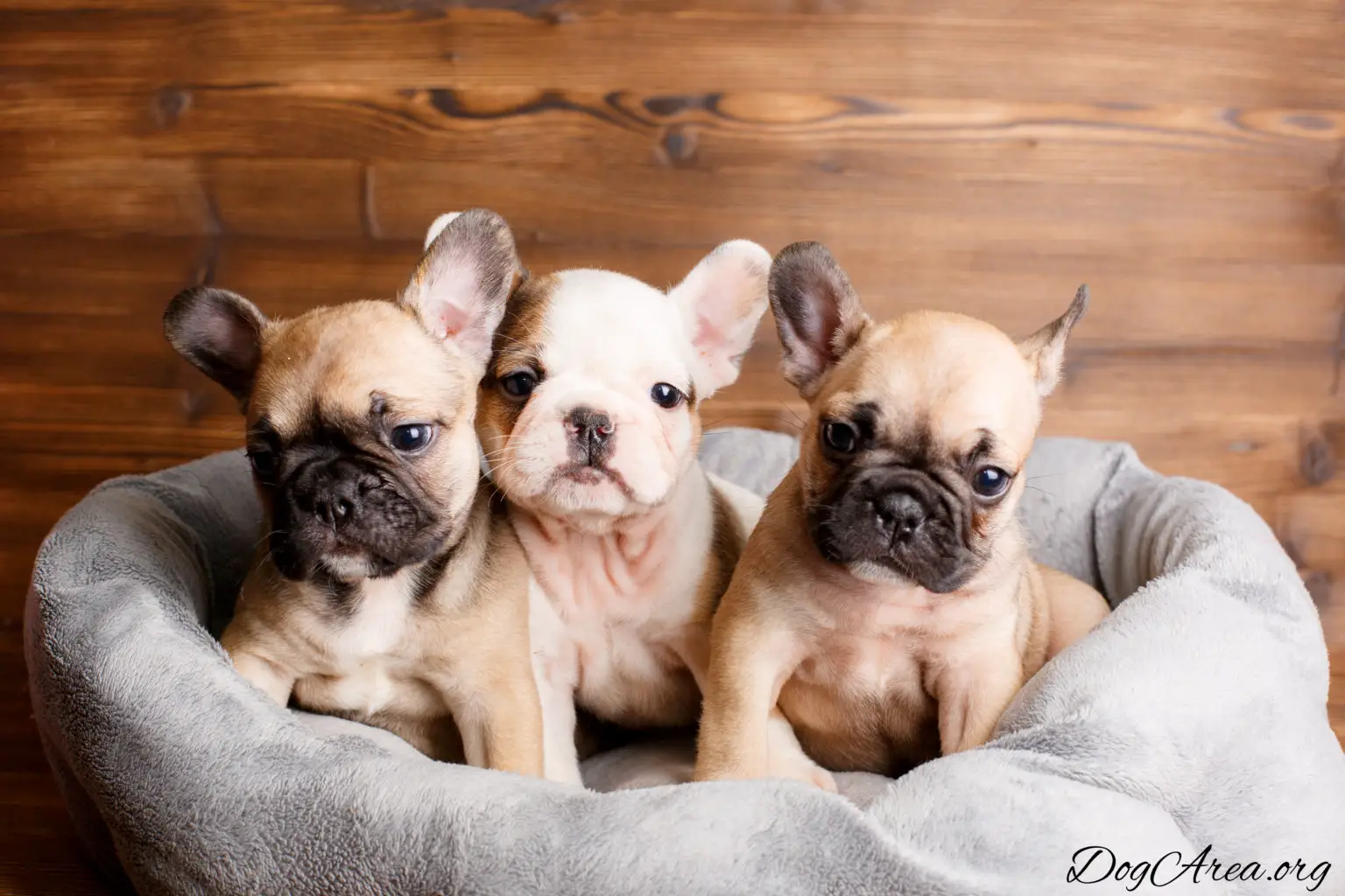 Best Dog Beds for French Bulldogs Full Reviews & Useful