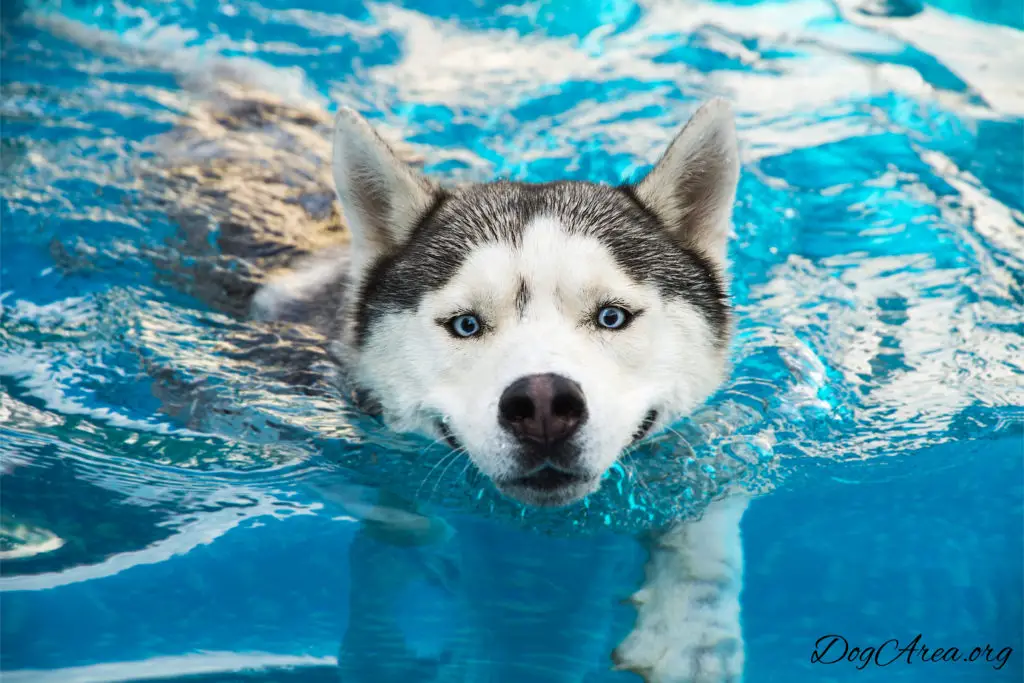 do Huskies like water