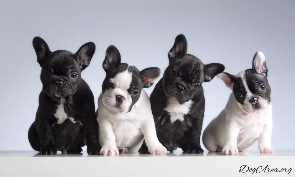 most expensive French Bulldog color