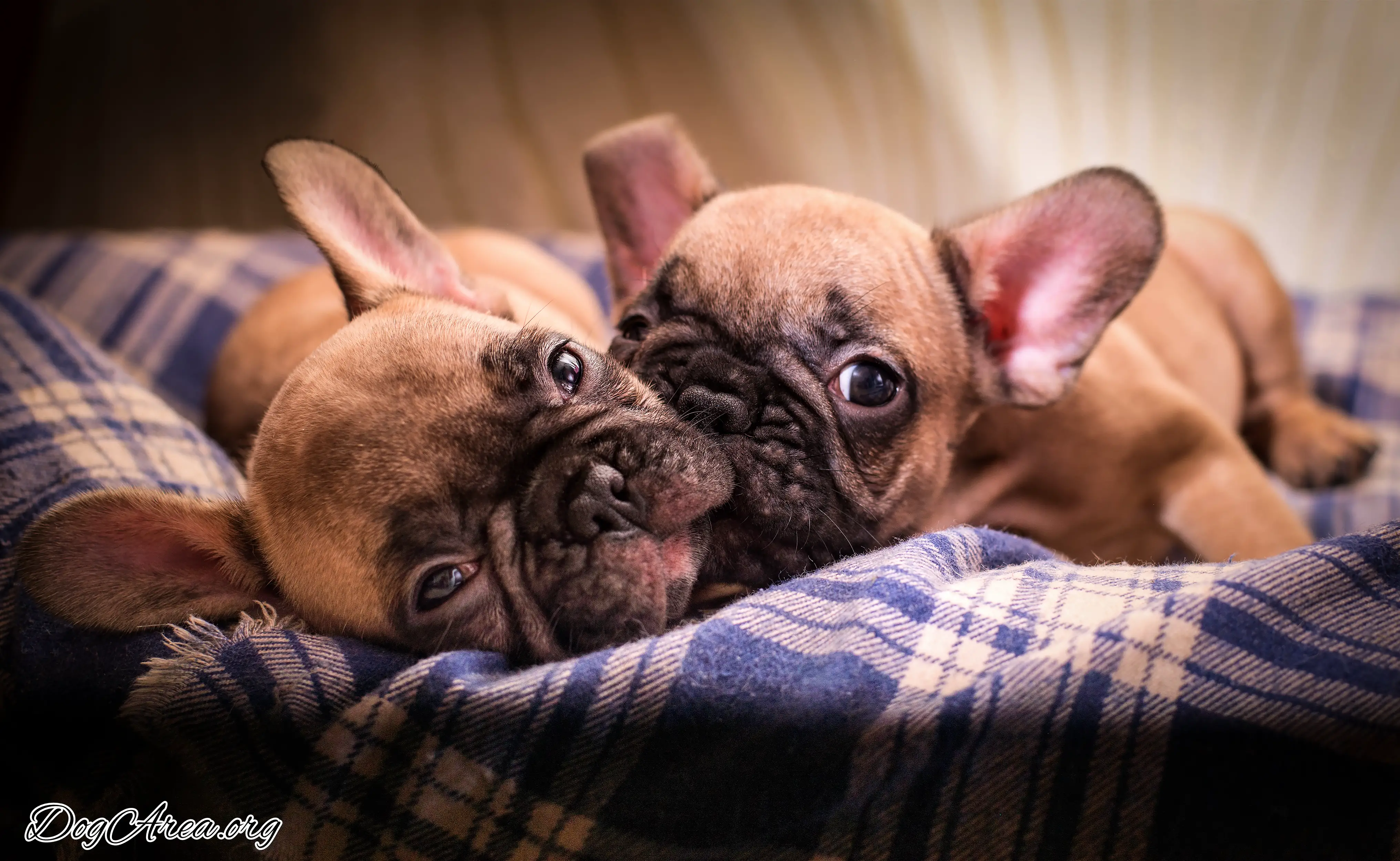 Red Fawn French Bulldog: 11 Inquiries Covered by Quick Answers! – DogArea