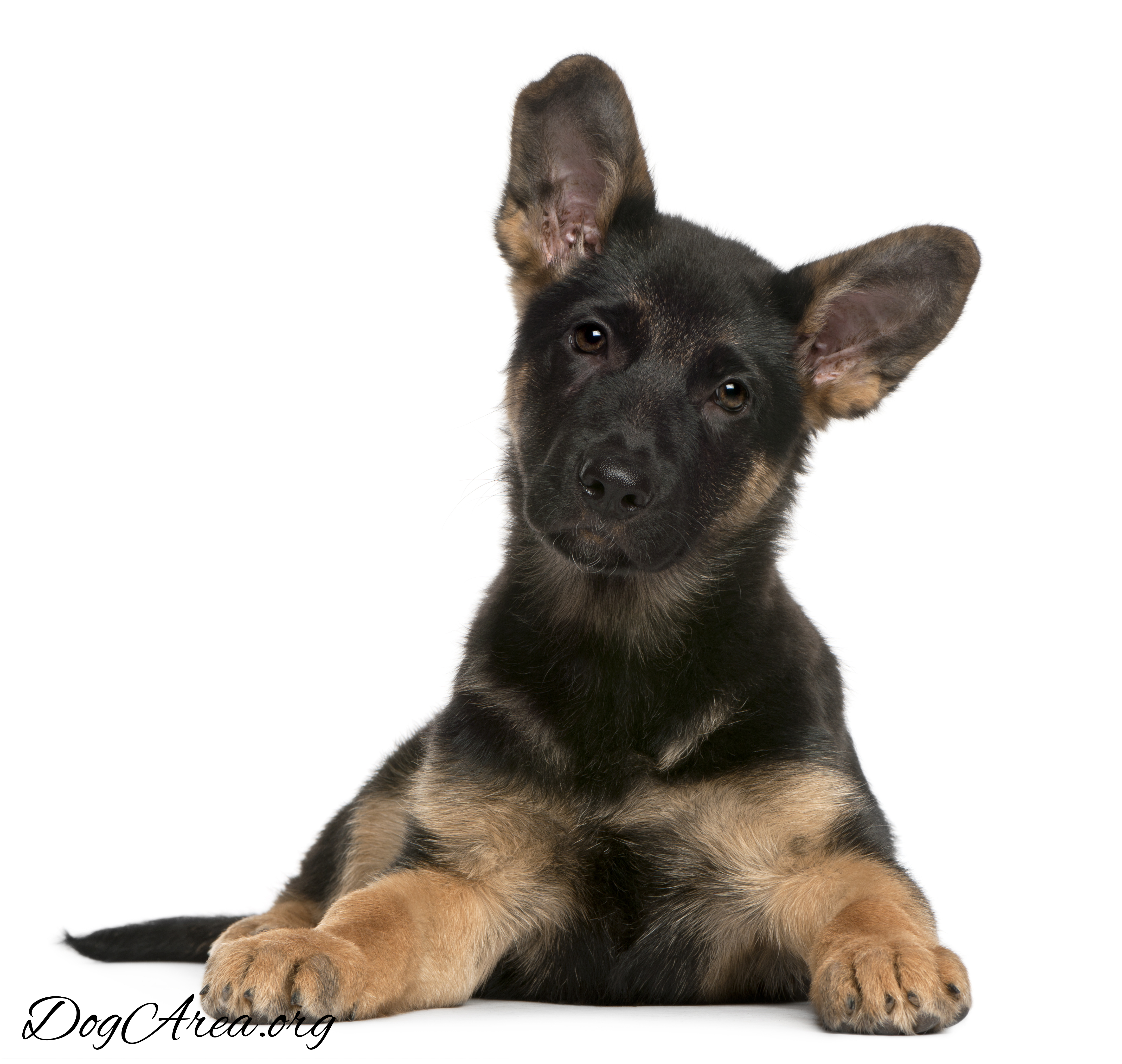 why do German Shepherds ears stand up