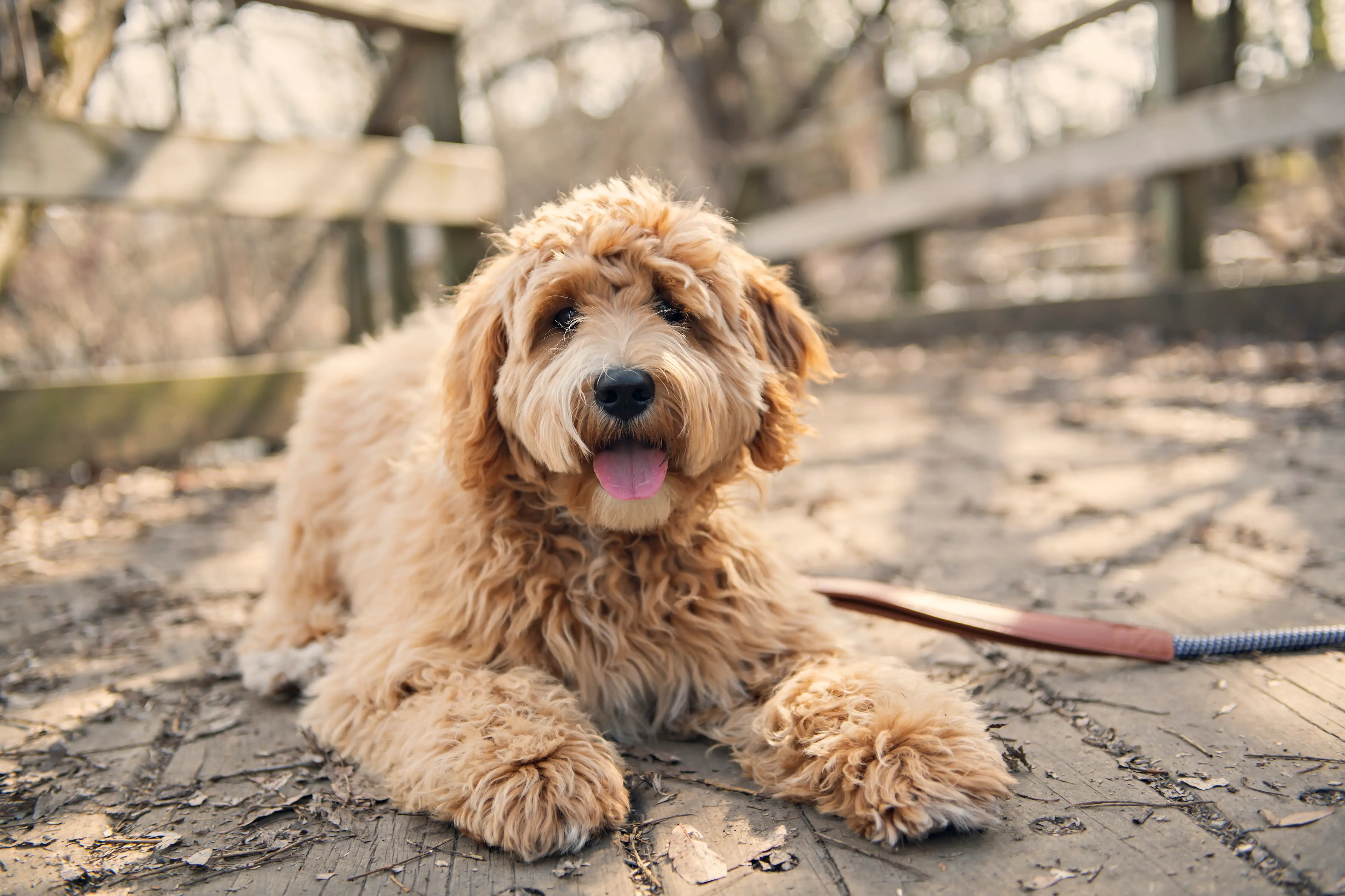how big will my goldendoodle get based on parents