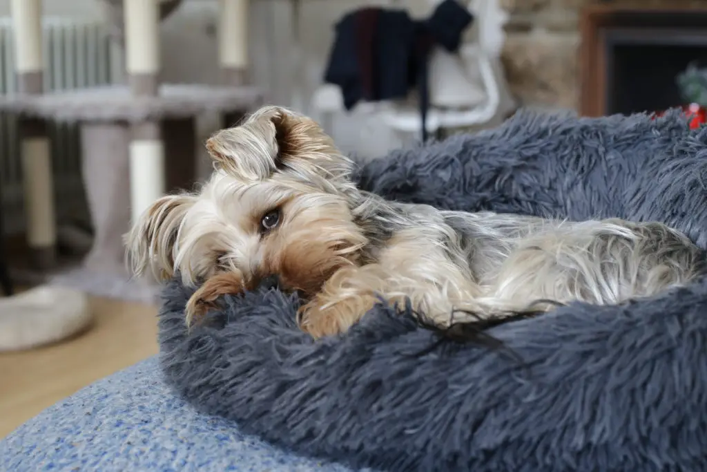 Dog Suddenly Wants to Sleep Alone: 6 Answers That Are Aimed to Help