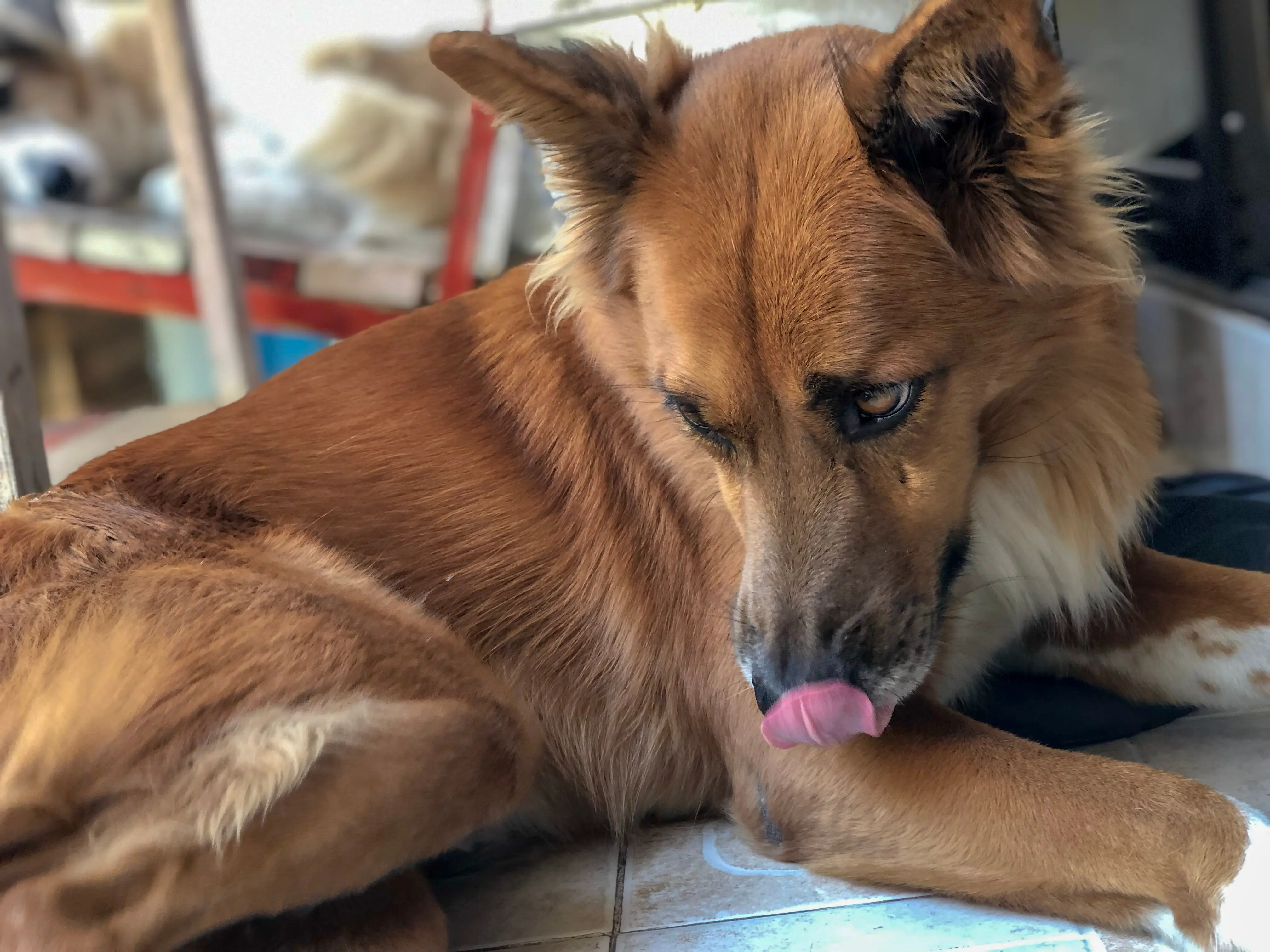 Dog Keeps Licking Base of Tail: 6 Key Causes for This Behavior!