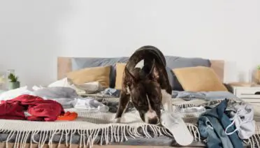 why do dogs like to lick your underwear