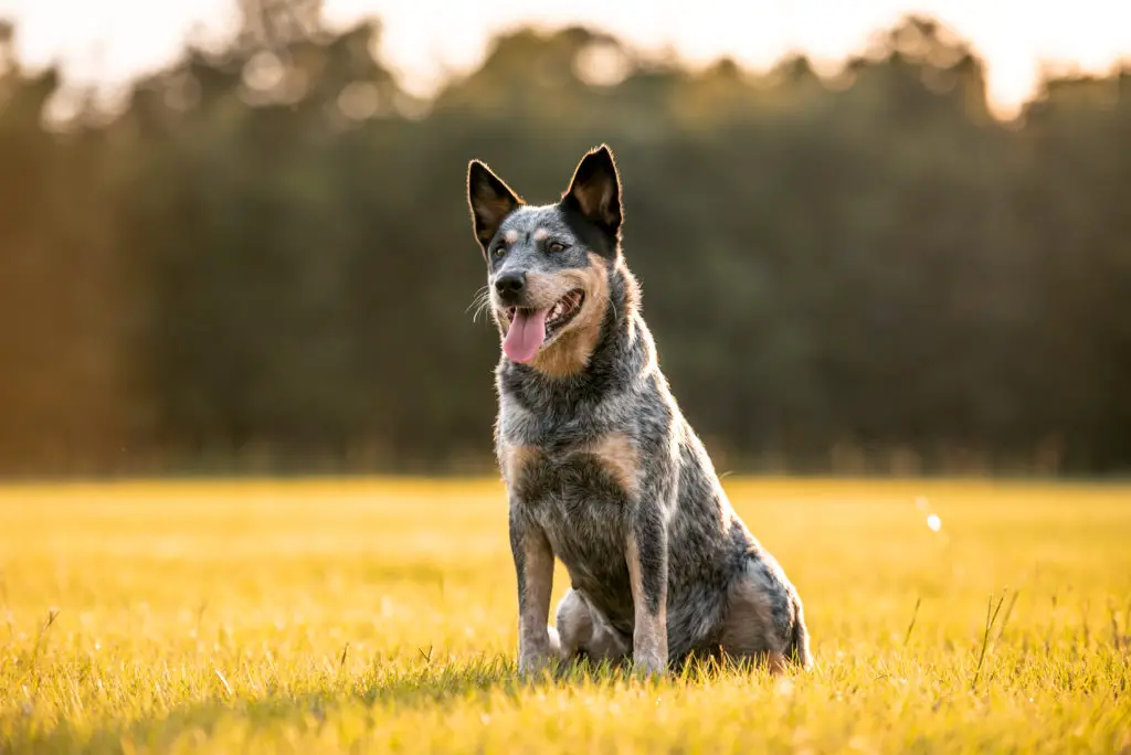 blue heelers typically calm