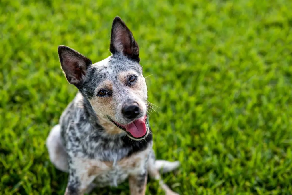 cattle dog busy