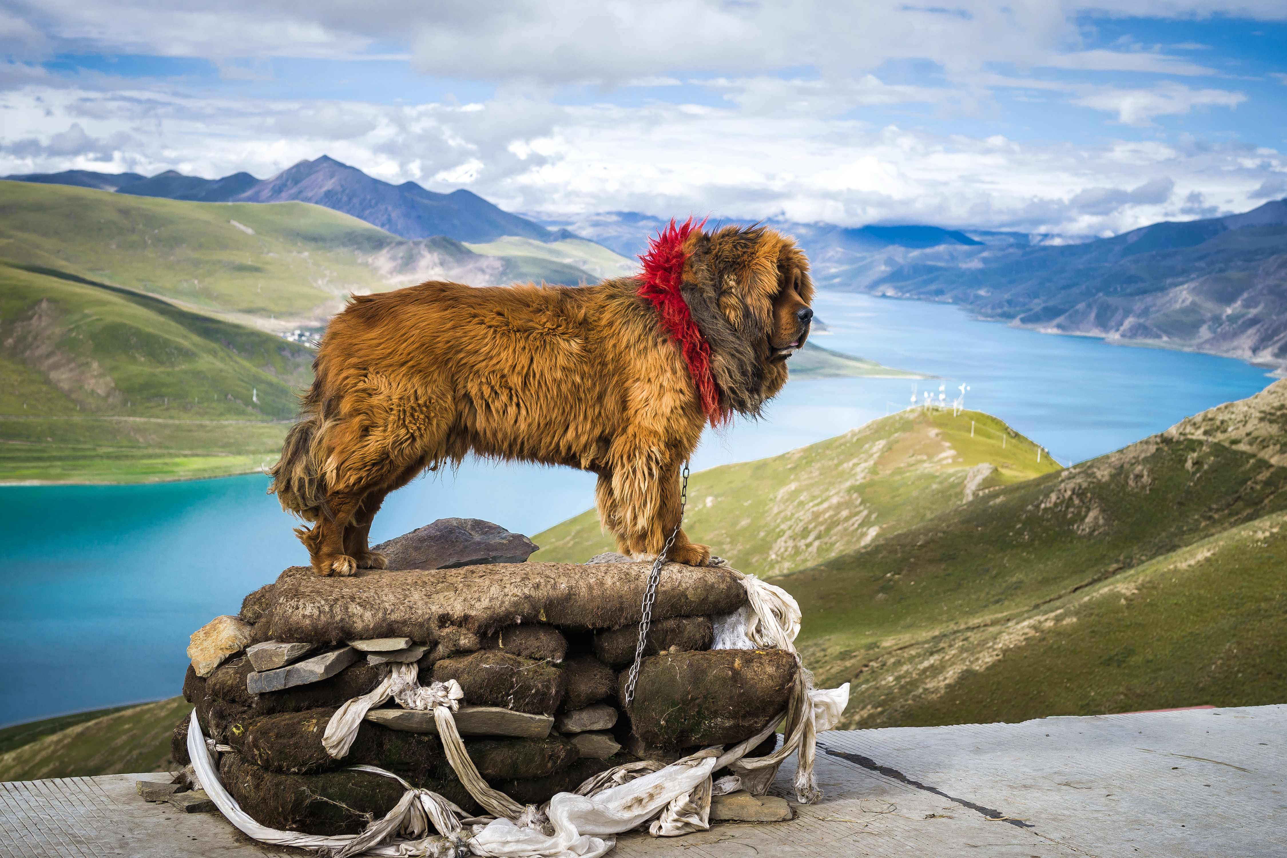 tibetan mastiff coat