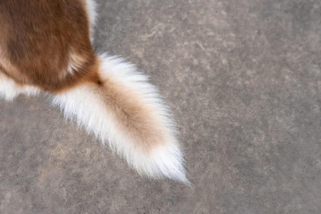 husky's sickle tail