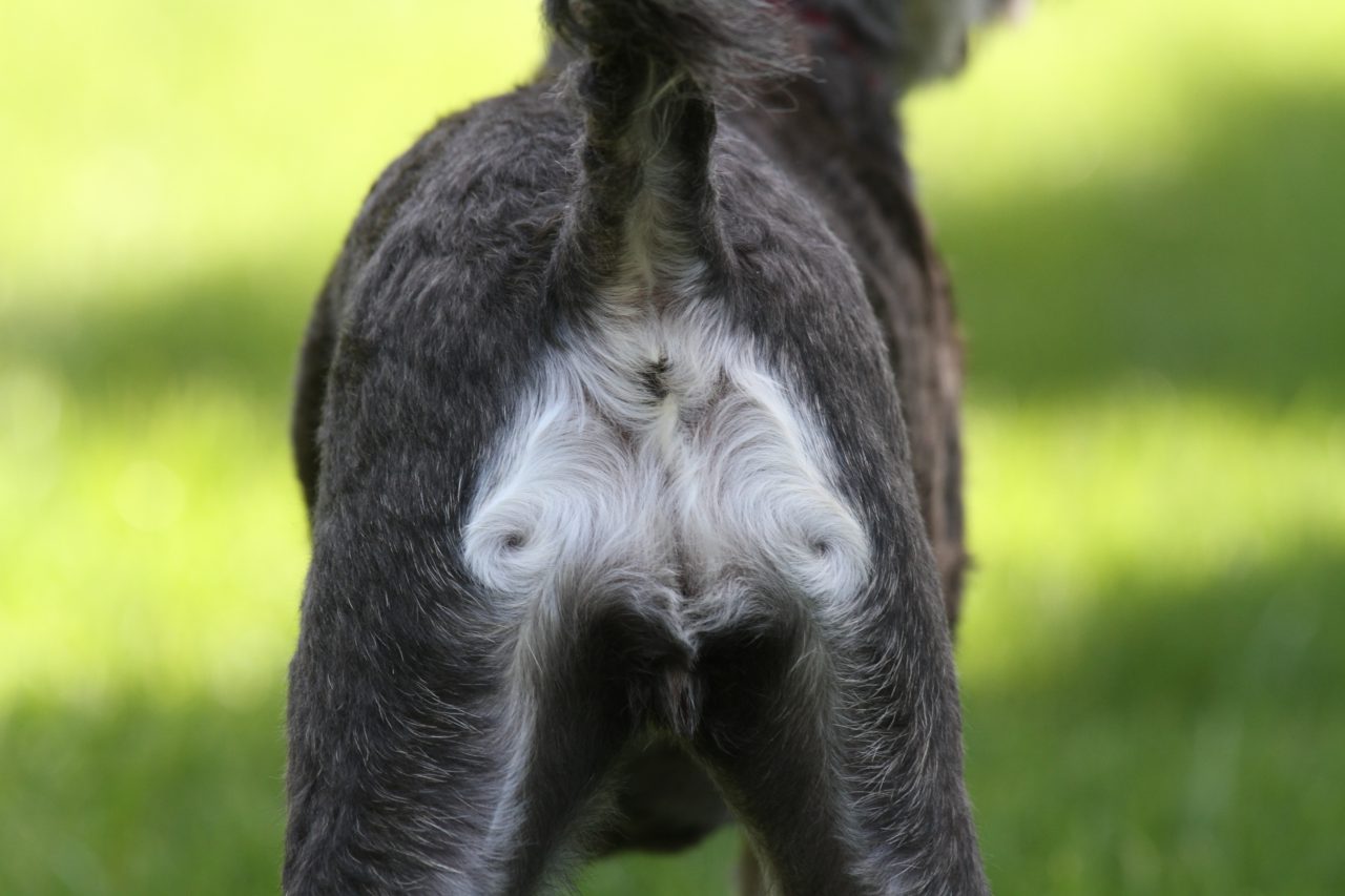 dogs anal glands