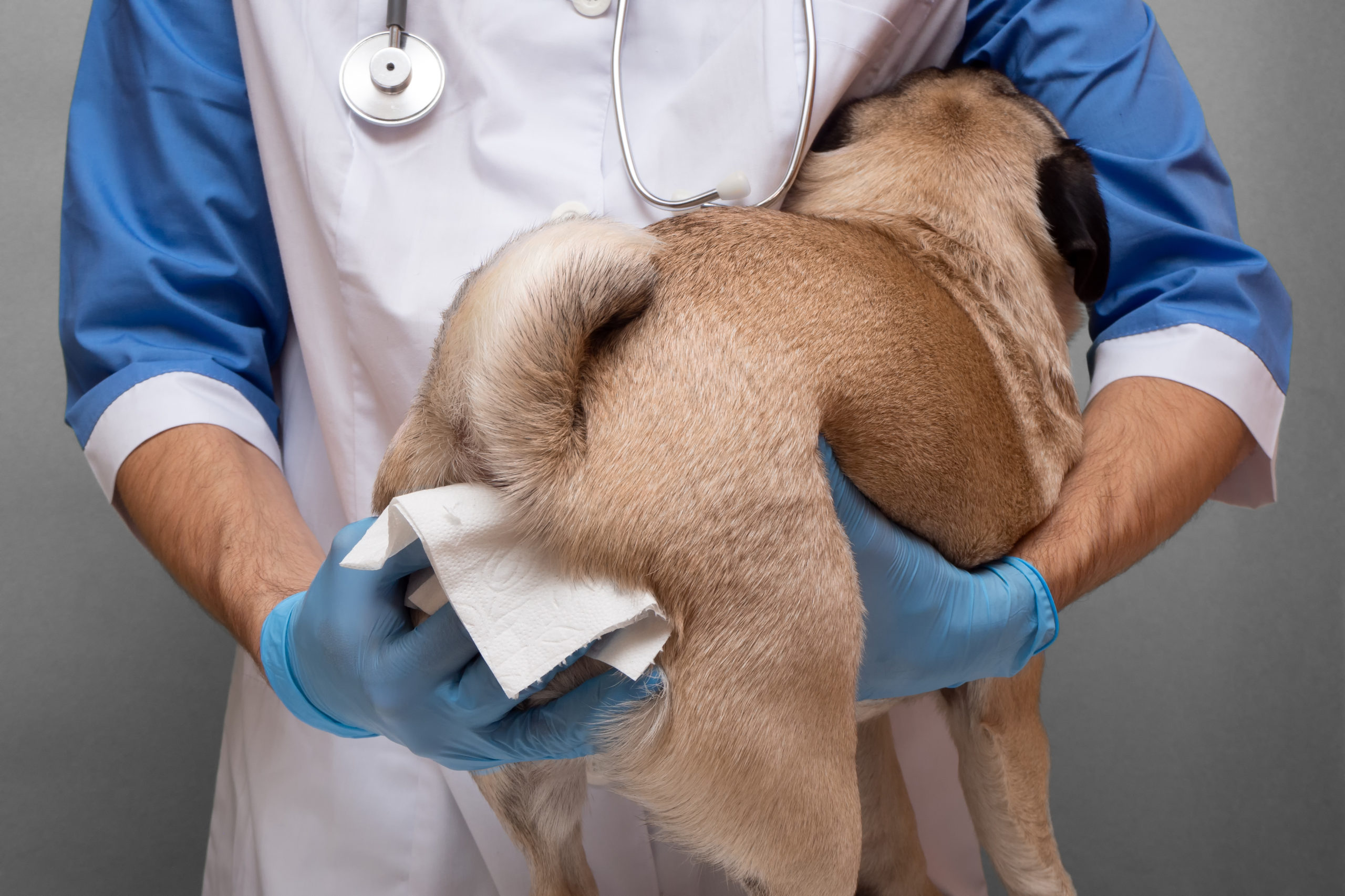 dog gland removal pros and cons
