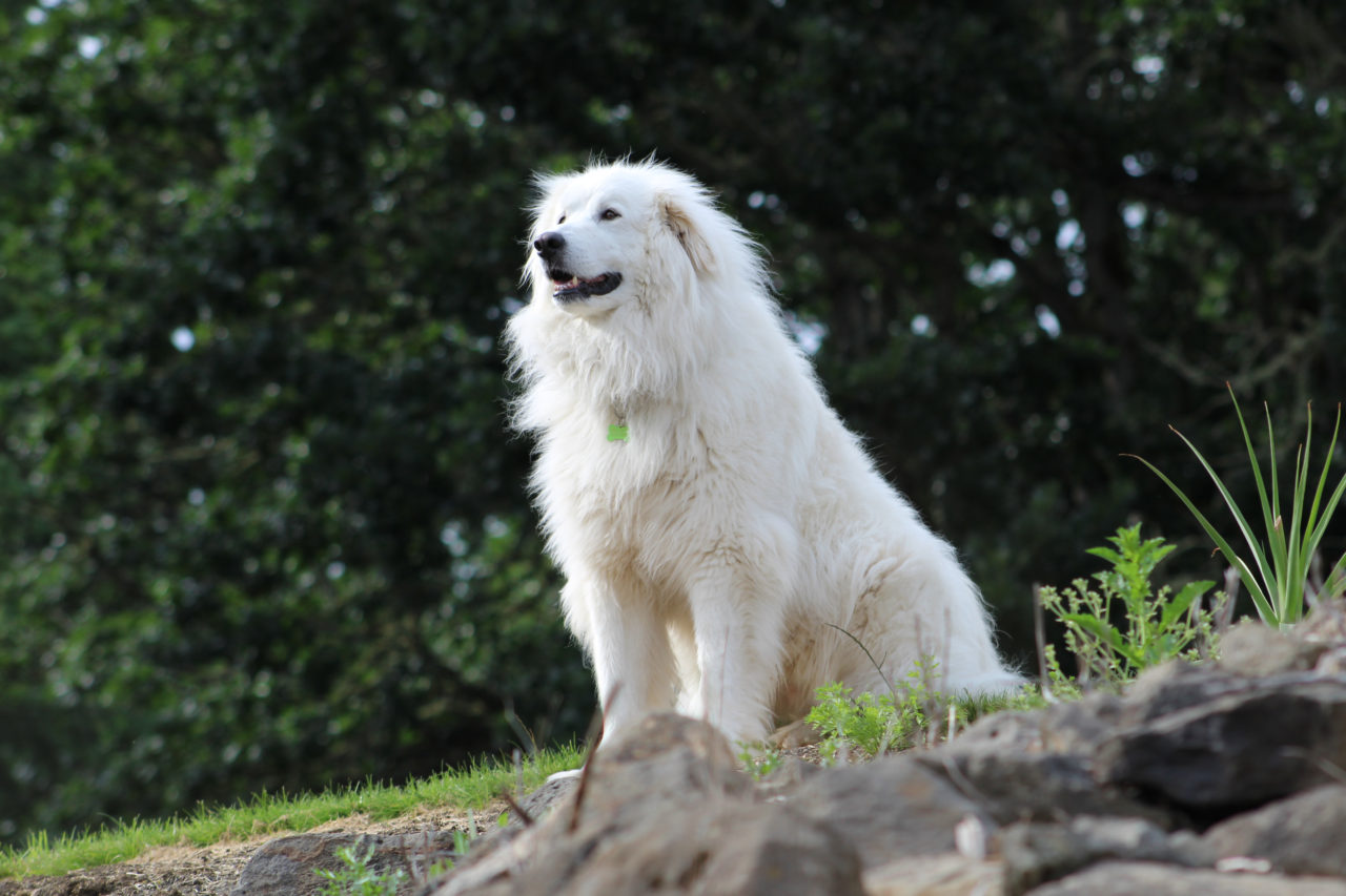names for great pyrenees
