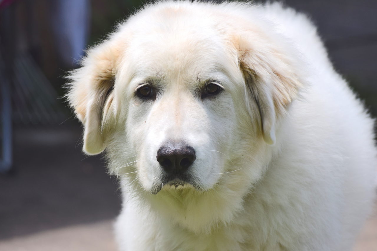 Great Pyrenees names