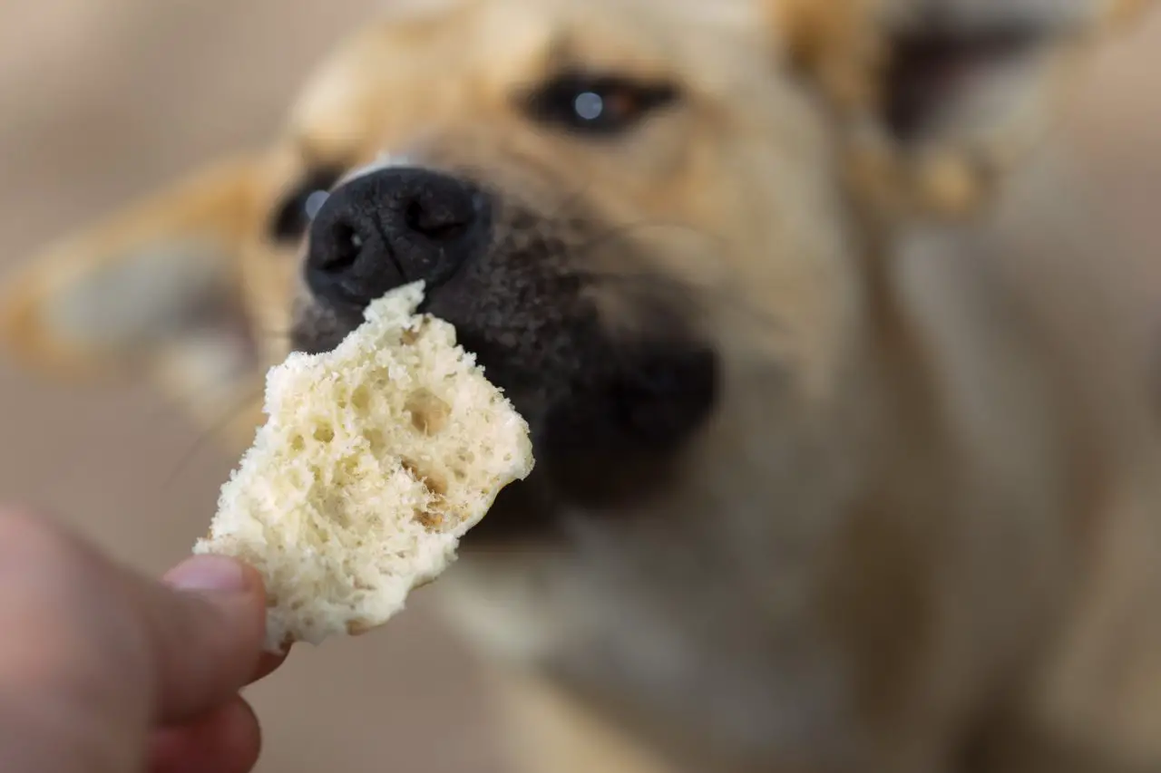 can dogs eat Hawaiian bread