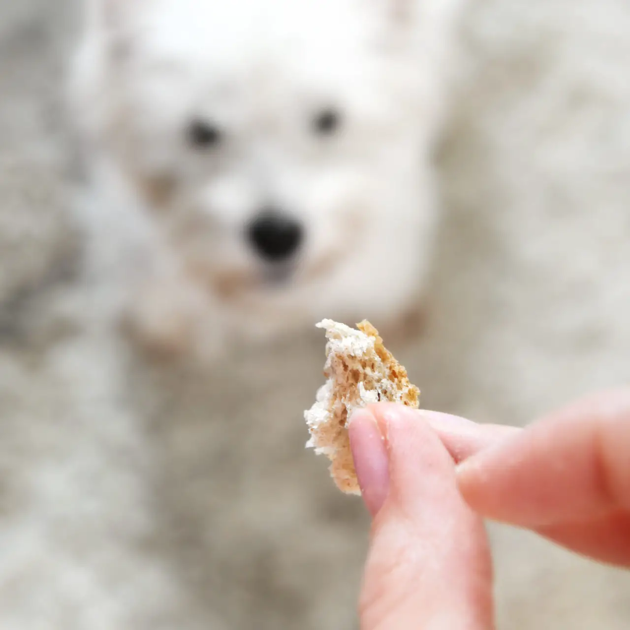 dogs eat hawaiian rolls
