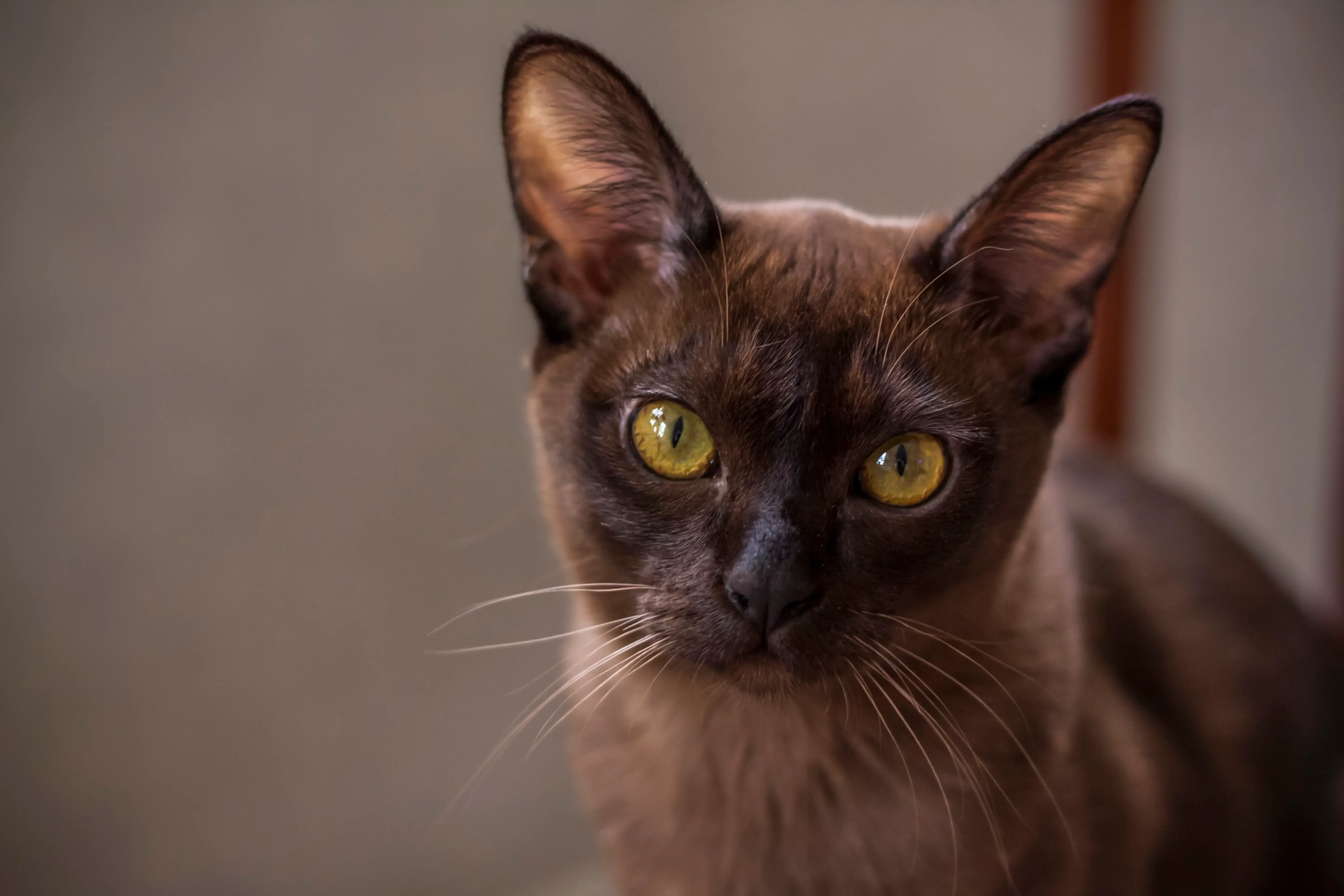 Burmese feline