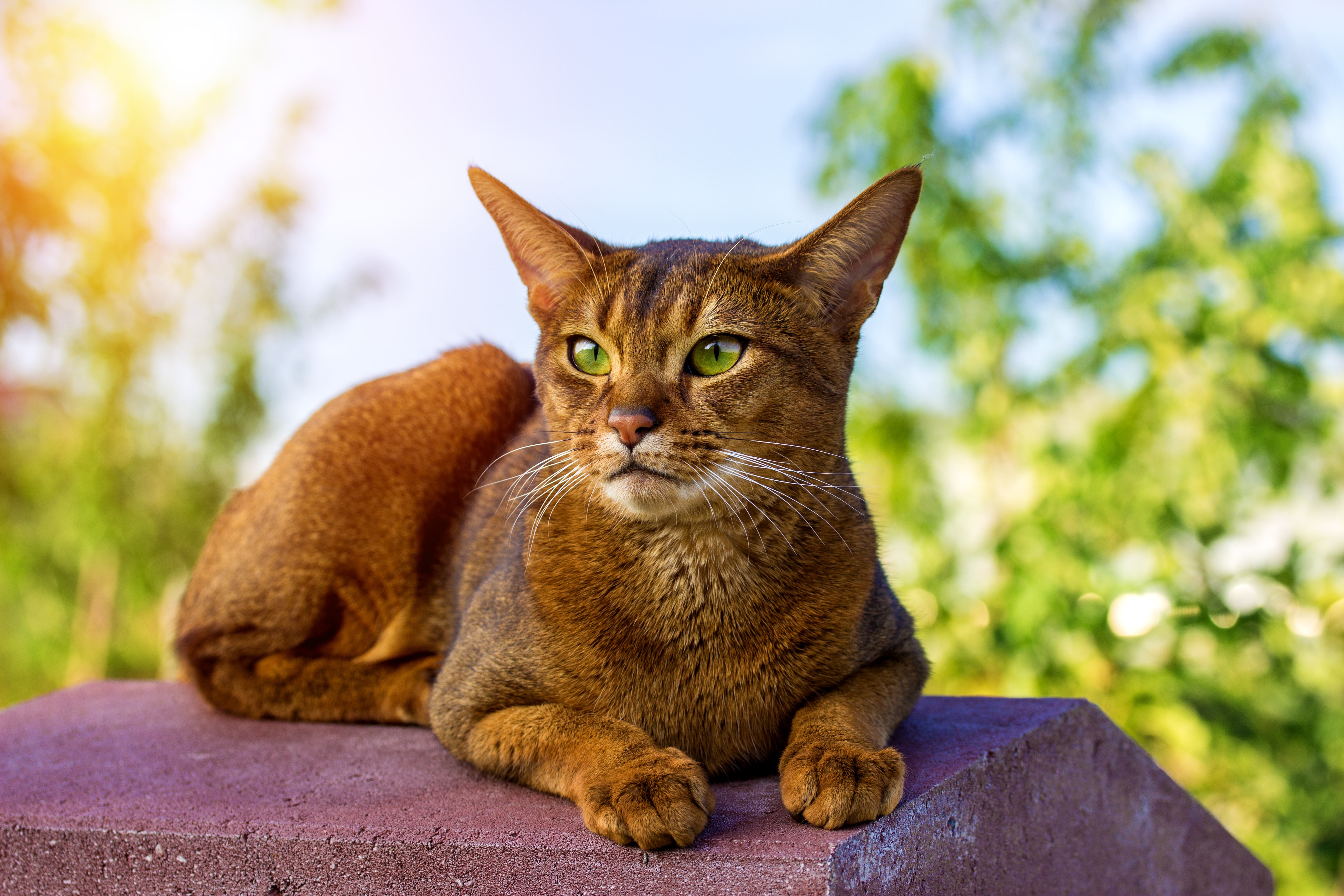 Abyssinian cat with wild appearance