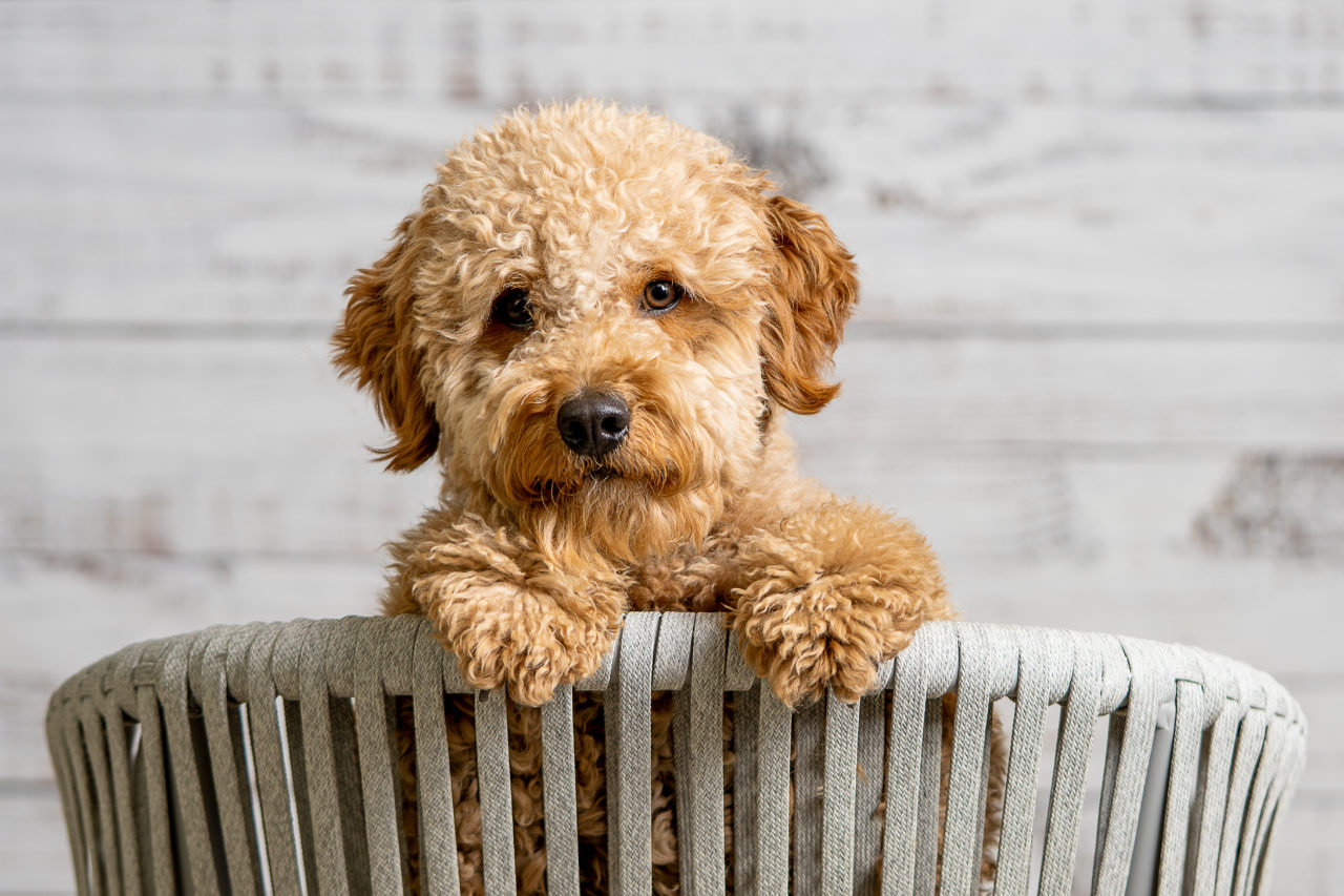micro goldendoodle puppy